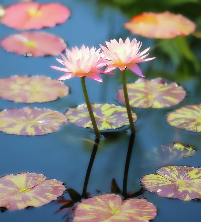 Water Lilies Reflection Photograph by Scott Burd
