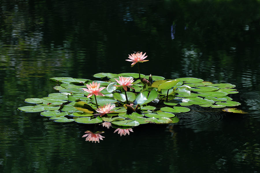 Water Lilies 10 Photograph by Richard Krebs