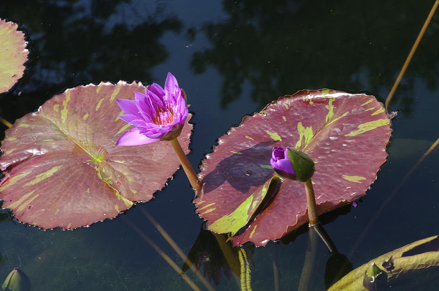 Water Lilies  Photograph by Rob Johnston