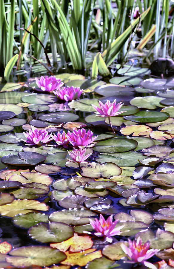 Water Lilies Photograph by Sally Bauer