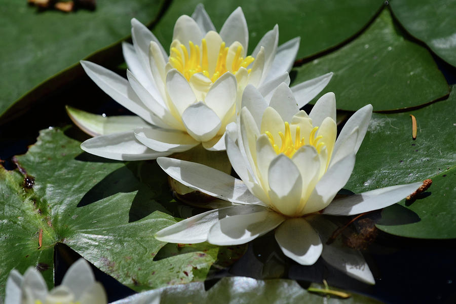 Water Lilies Photograph by Scott Gould