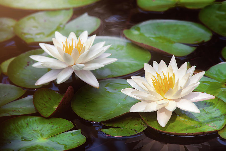 Water Lilies Photograph