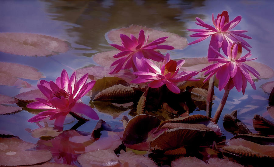 Water Lilies Photograph by Vicki Stansbury