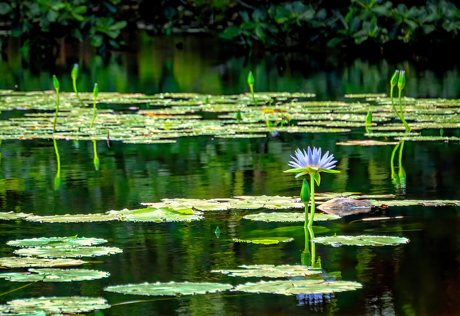 Water Lilies Warming in the Sun 2 Photograph by Lindsay Thomson