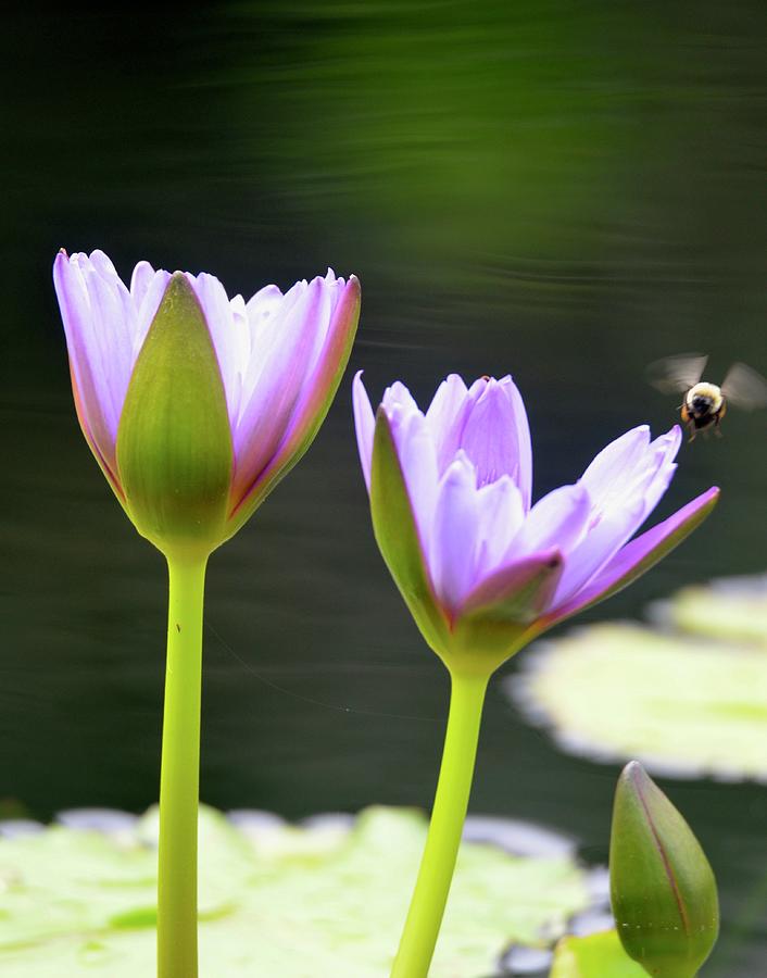 Nature Photograph - Water Lilies with Bee by Richard Bryce and Family