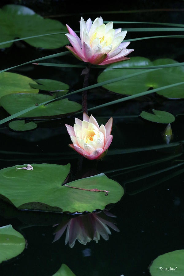 Water Lilies with Reflection Photograph by Trina Ansel