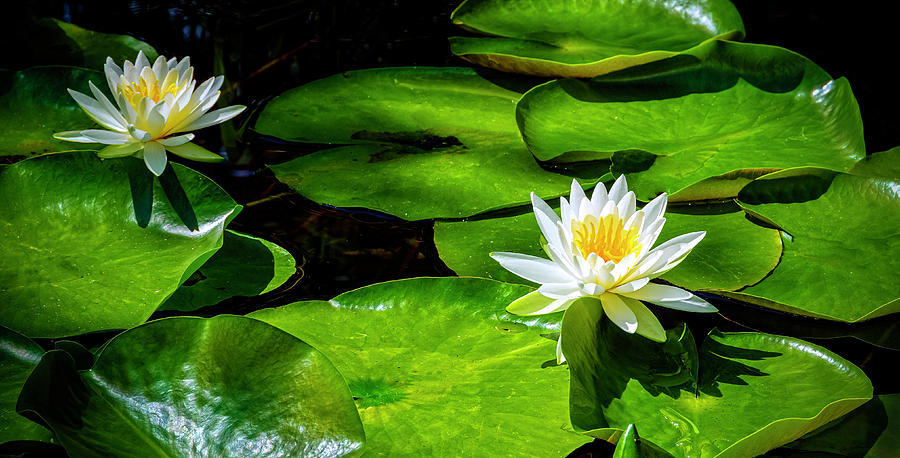 Water Lilies_01 Photograph