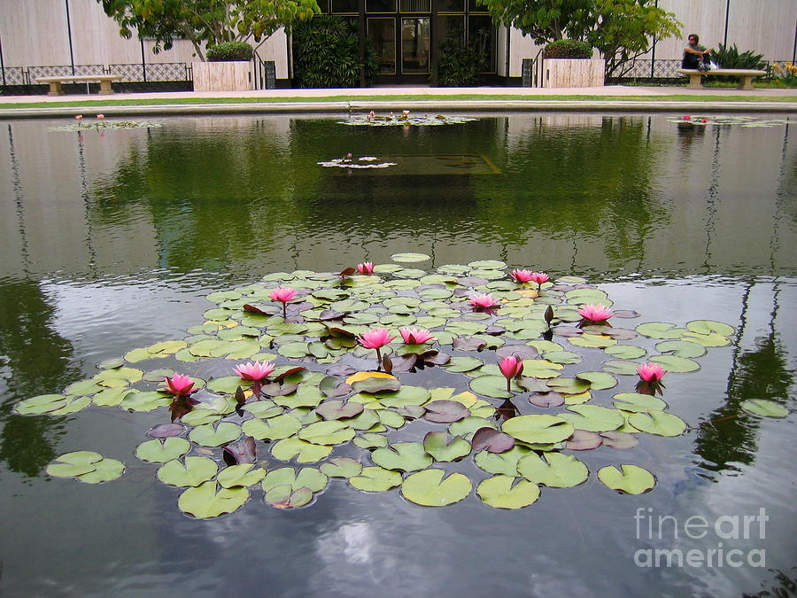 Water Lillies At Balboa Park Photograph by James B Toy