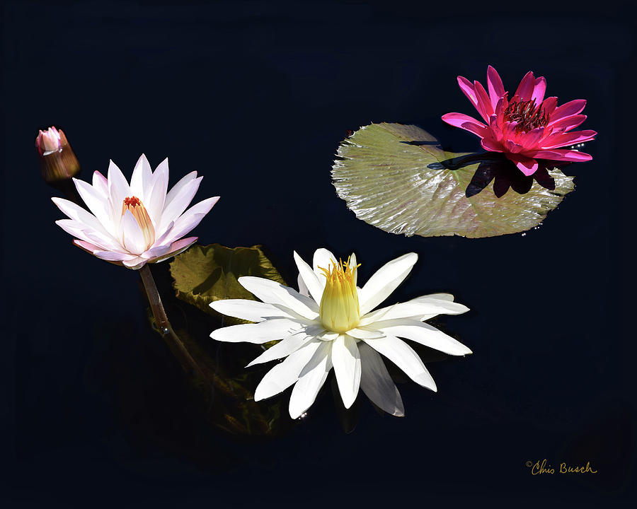 Water Lillies Photograph by Chris Busch