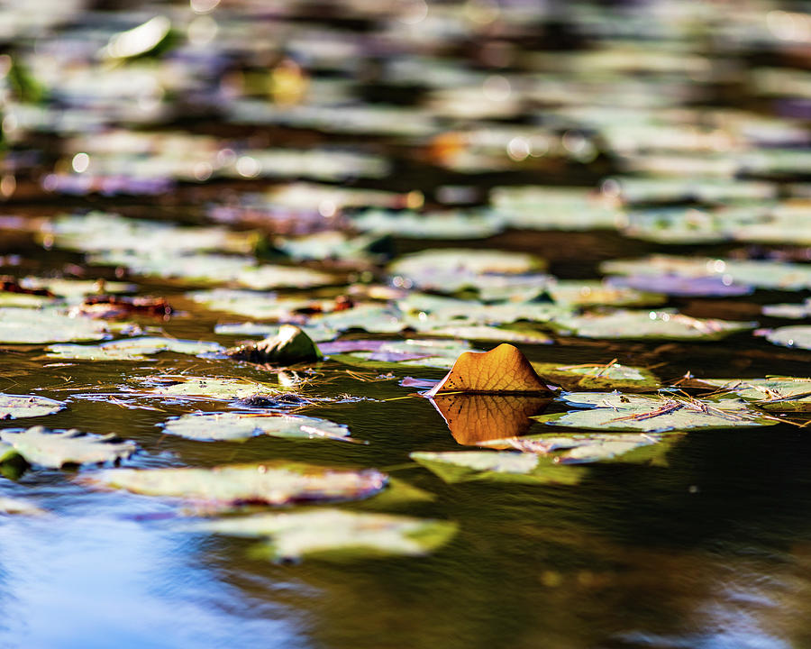 Water Lilies in Autumn Photograph by Amelia Pearn