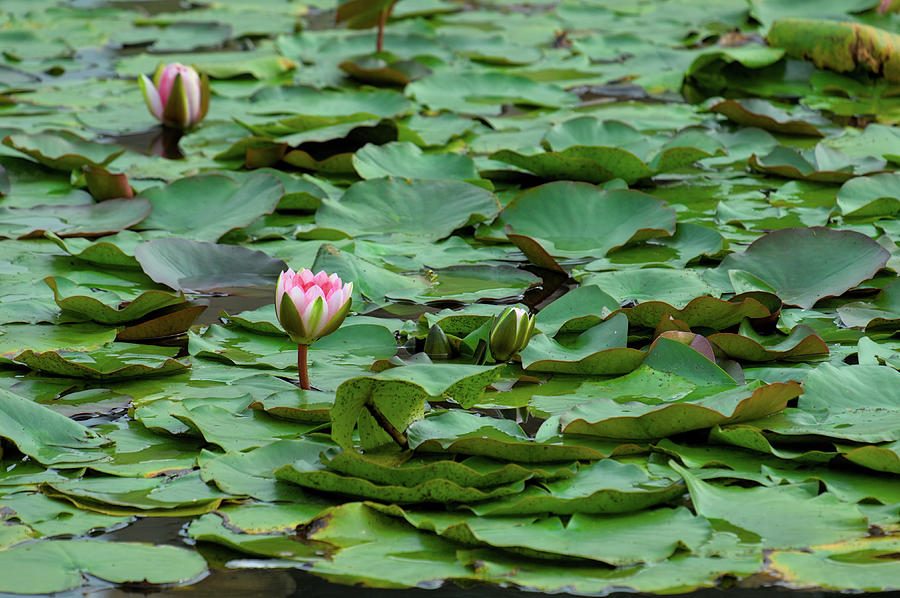 Water Lillies in the Garden Photograph by Angelo DeVal