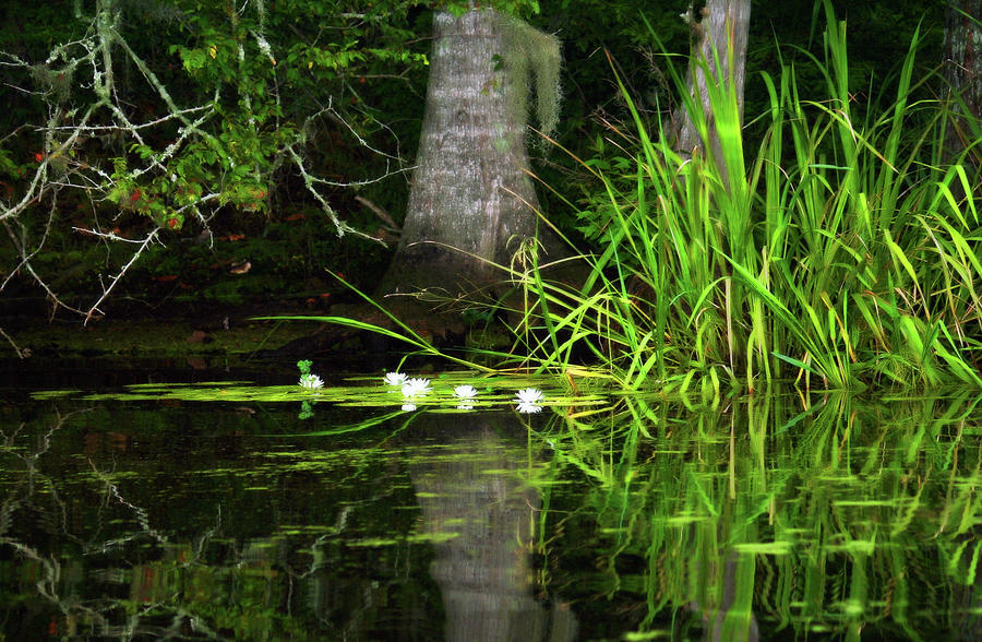 Water Lillies Photograph