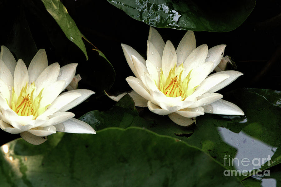 Water Lilly Duo Photograph by Baggieoldboy