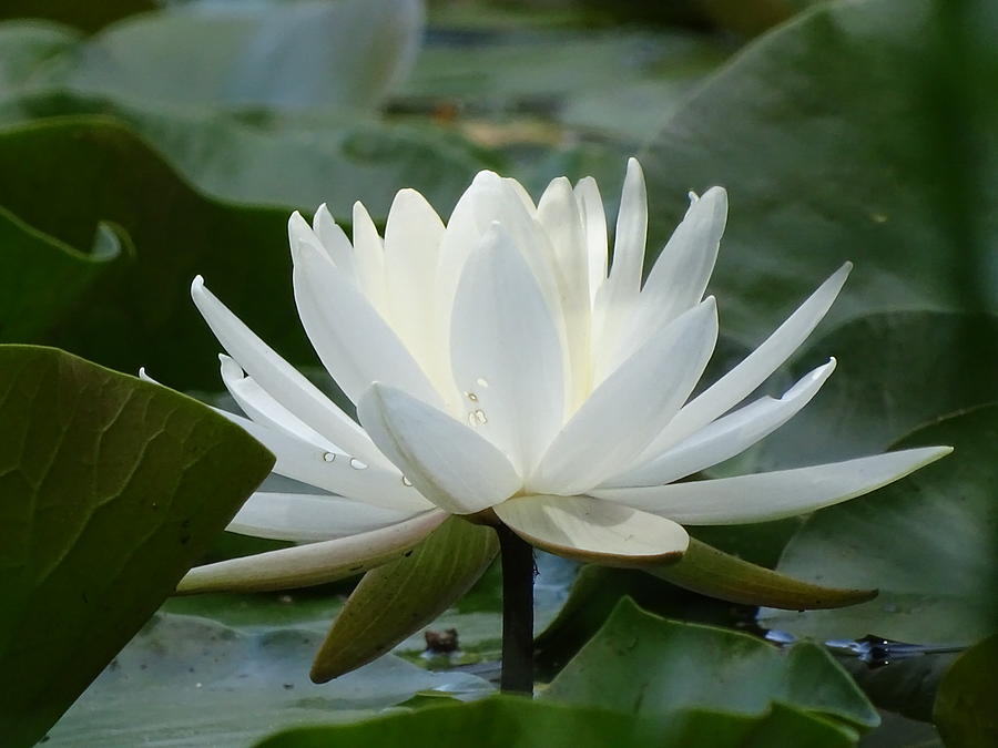 Water Lilly Photograph by Joey Macoul - Fine Art America