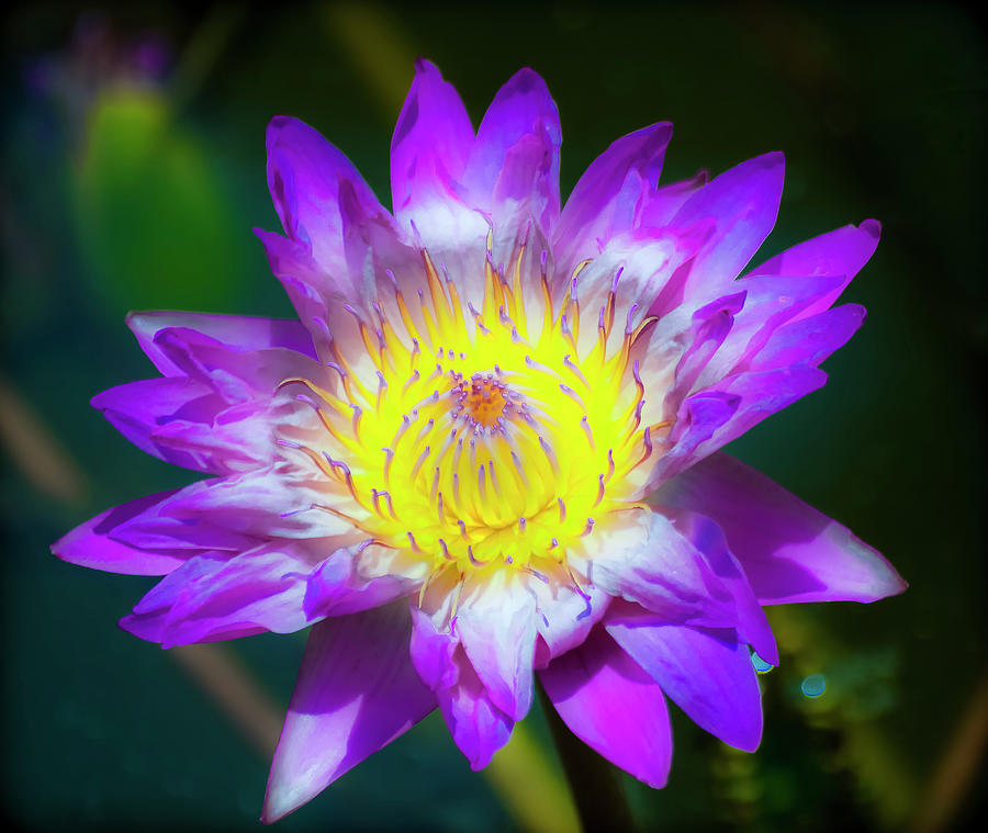 Water Lilly Photograph by Lou Novick