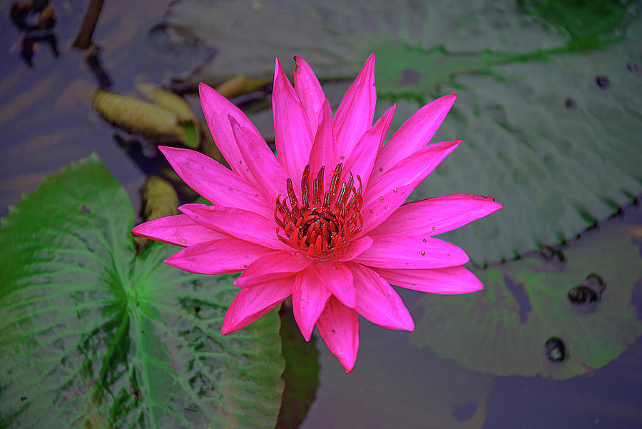 Water Lily of Vietnam Photograph by Fred Herrin - Fine Art America