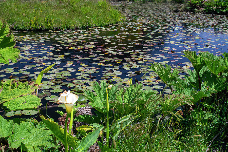 Water Lilly Pond Photograph by Frank Wilson