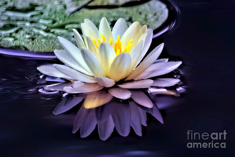 Water Lilly Reflection Photograph