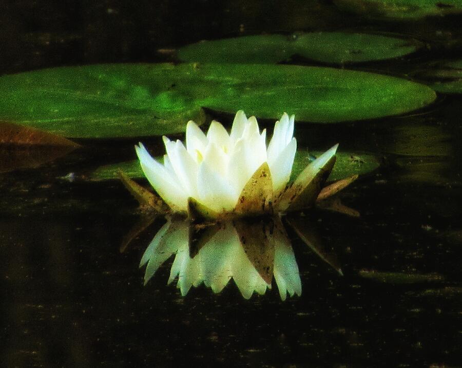 Water lilly reflection Photograph by Lauren R Patrignelli - Fine Art ...