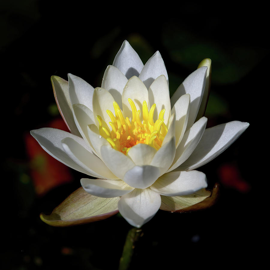 Water Lilly - Square Photograph by Flinn Hackett
