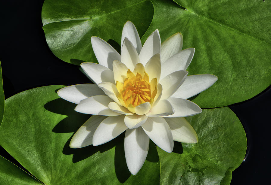Water Lily 033 Photograph by George Bostian