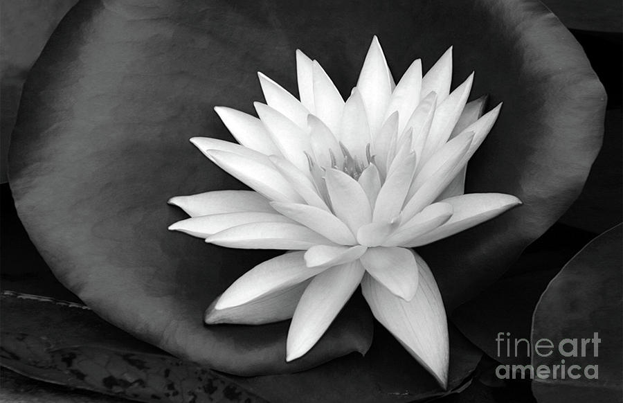 Water Lily 1 in Black and White Photograph by Tina Uihlein