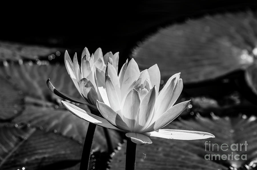 Water Lily 15 Black n White Photograph by Nancy L Marshall