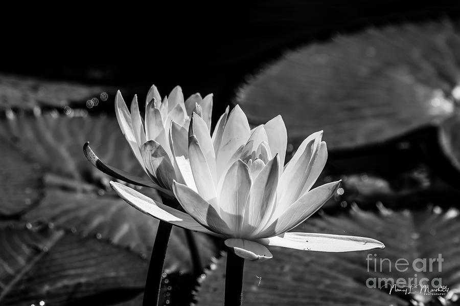 Water Lily 15 Black n White Signed Photograph by Nancy L Marshall