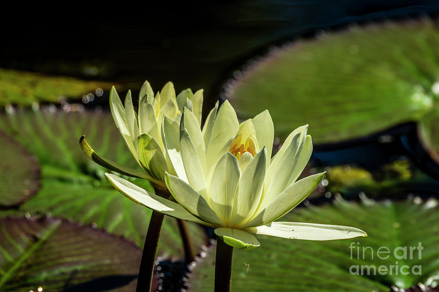 Water Lily 15 Photograph by Nancy L Marshall