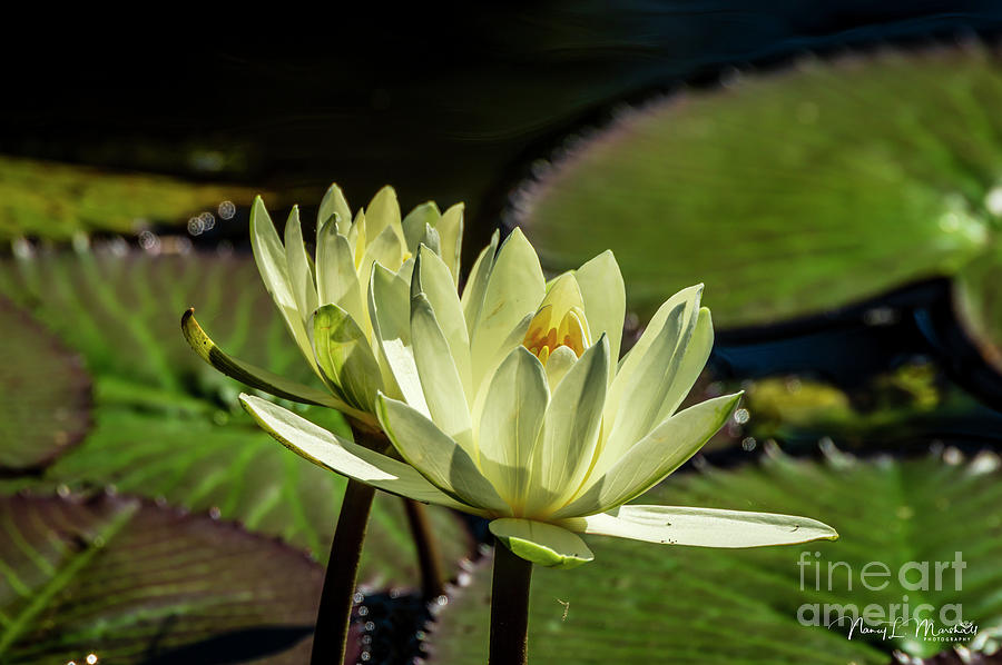 Water Lily 15 Signed Photograph by Nancy L Marshall