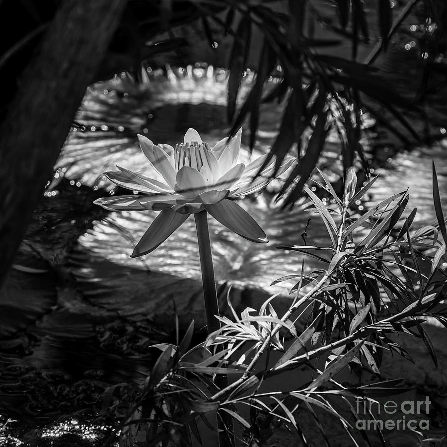 Water Lily 16 Black n White Photograph by Nancy L Marshall