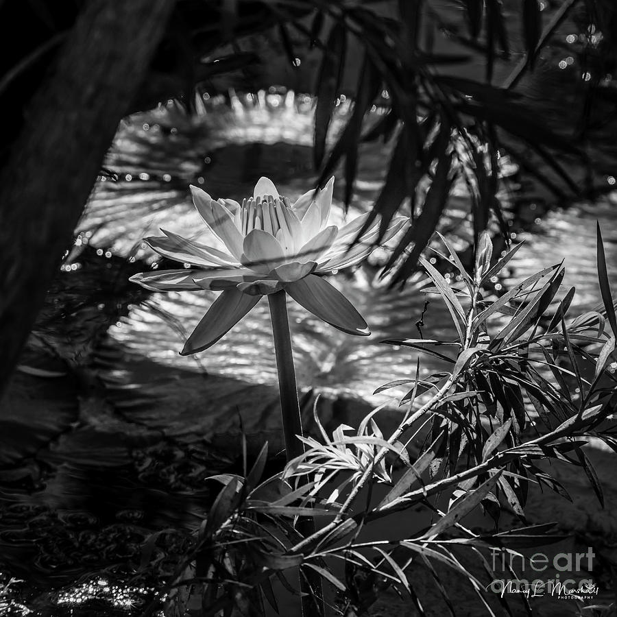 Water Lily 16 Black n White Signed Photograph by Nancy L Marshall