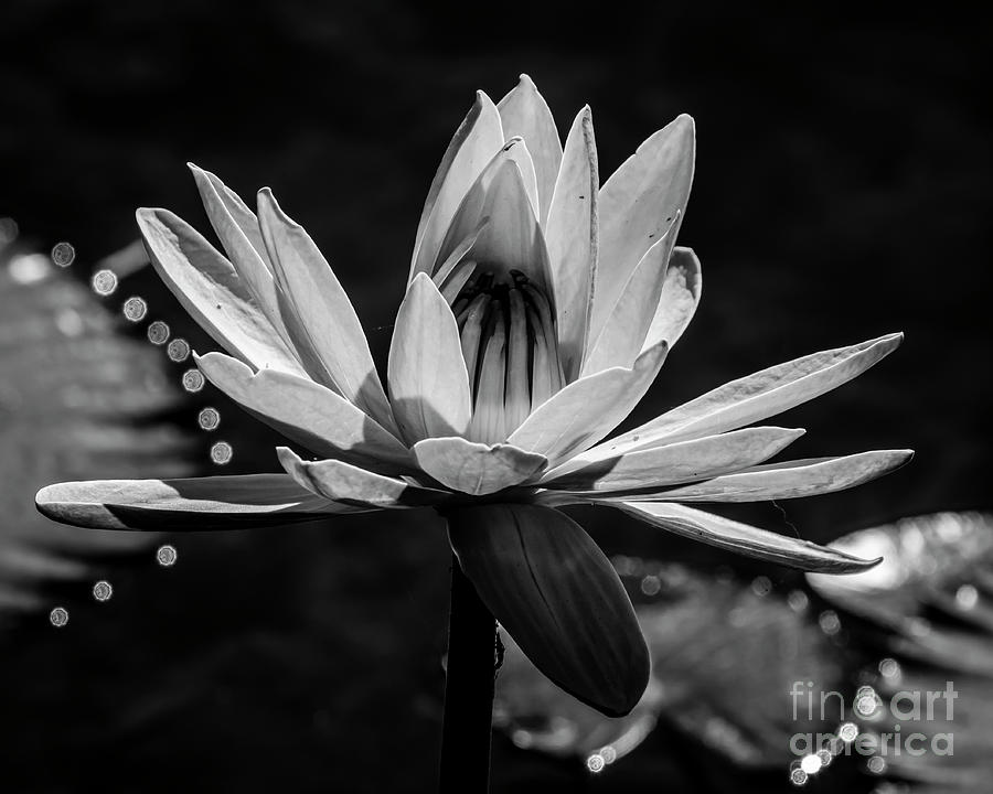 Water Lily 17 Black n White Photograph by Nancy L Marshall