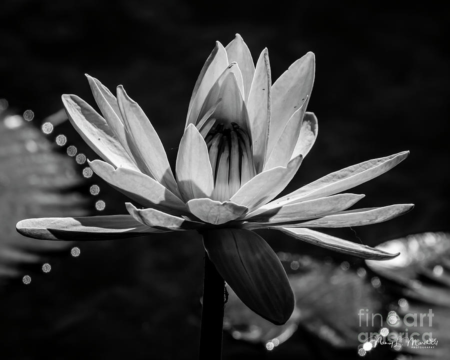 Water Lily 17 Black n White Signed Photograph by Nancy L Marshall