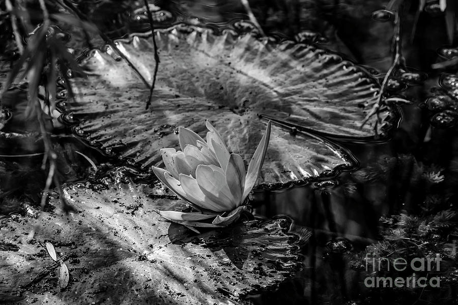 Water Lily 18 Black n White Photograph by Nancy L Marshall