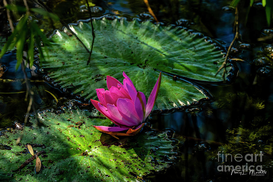 Water Lily 18 Signed Photograph by Nancy L Marshall