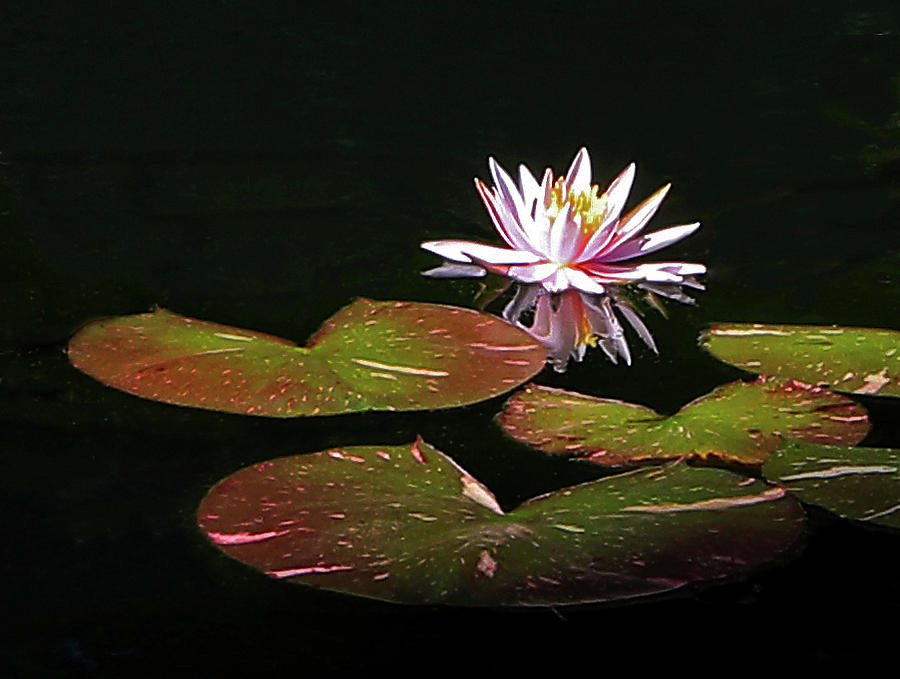Water Lily 3 Photograph by Richard Krebs