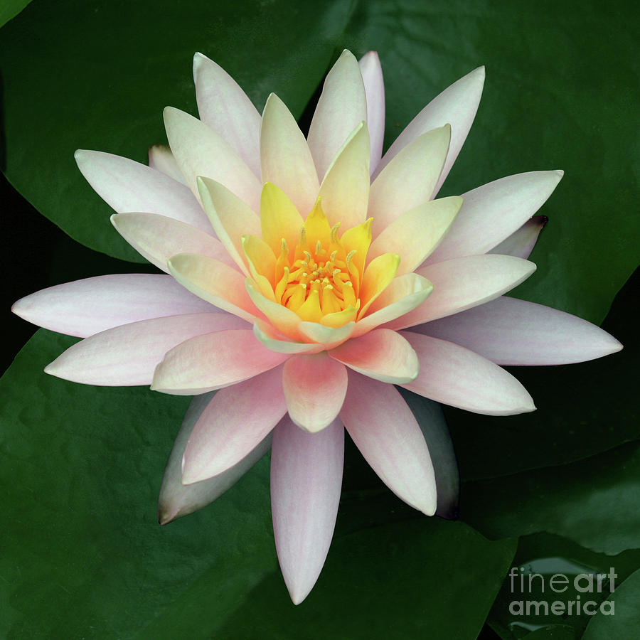Water Lily #2 Photograph by Tina Uihlein