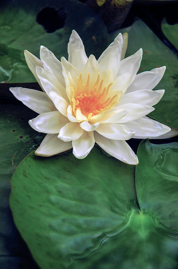 Water Lily #2 Photograph by WAZgriffin Digital