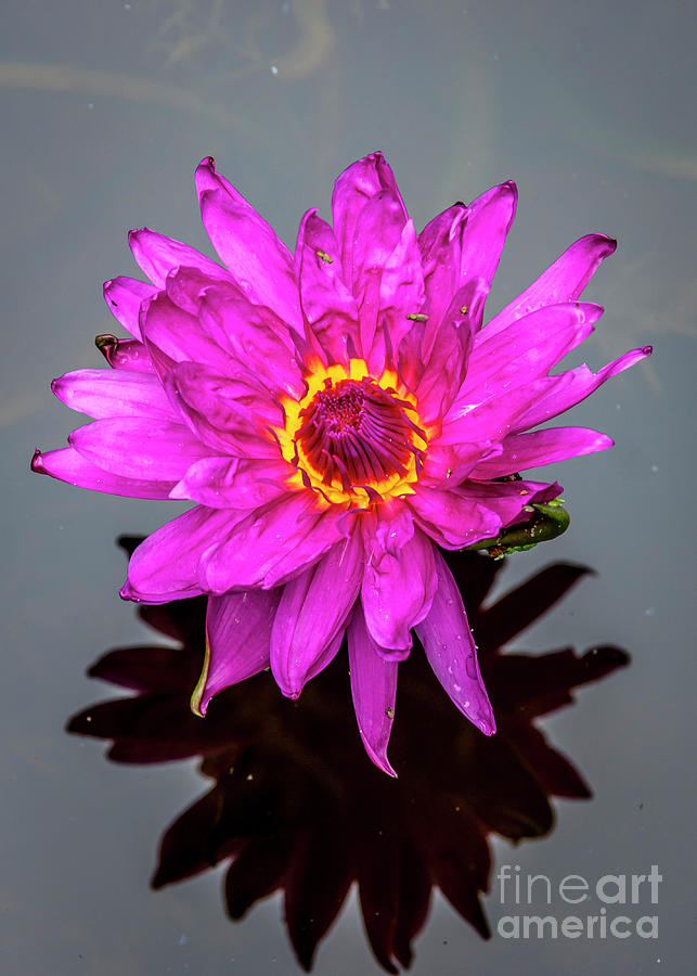 Garden Photograph - Water Lily 3 by Nancy L Marshall