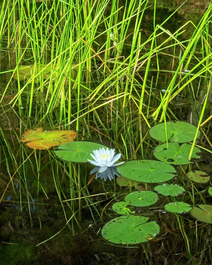 Water Lily 4, Lake Pennesseewassee, Maine Photograph by Steven Ralser