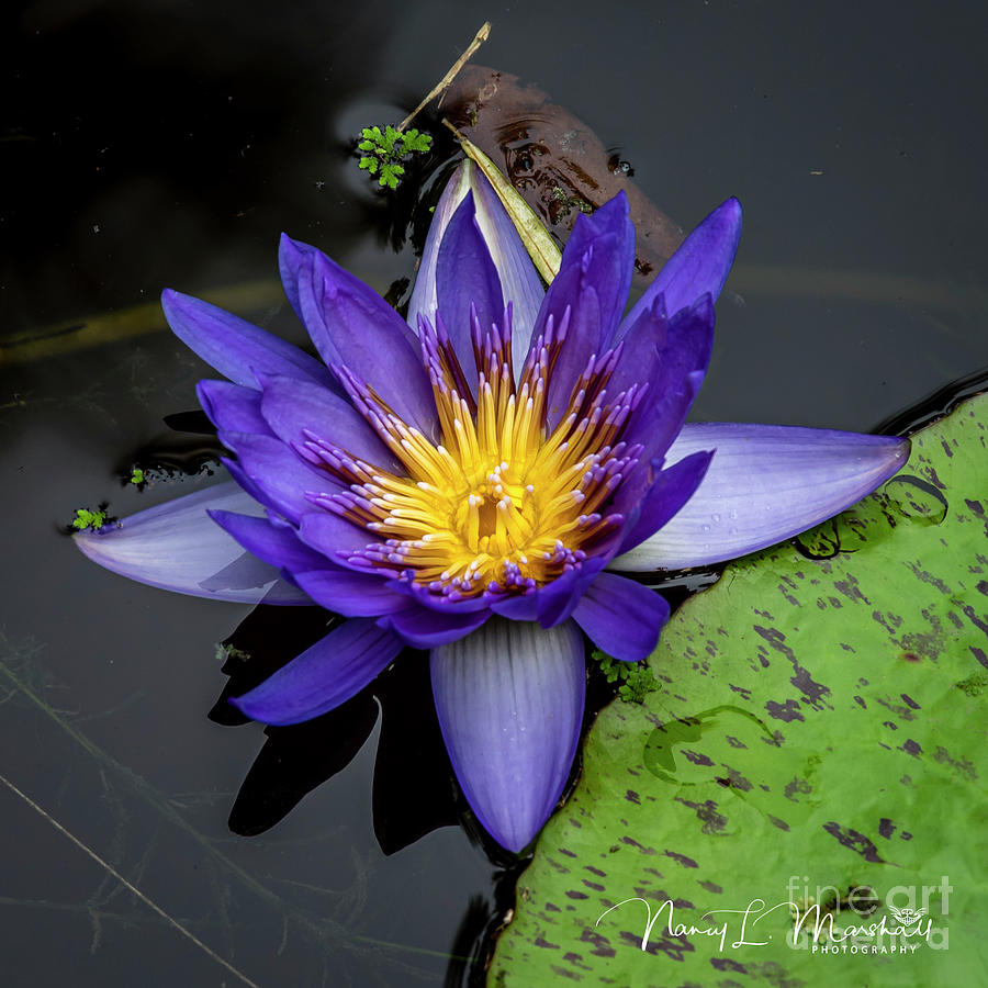 Water Lily 6 Signed Photograph by Nancy L Marshall - Fine Art America