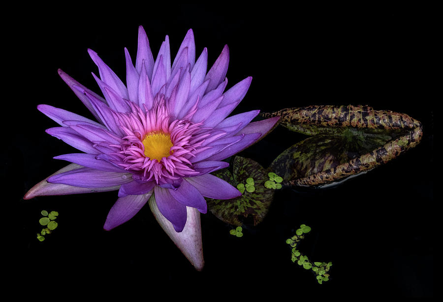Water lily #7 Photograph by Roman Kurywczak
