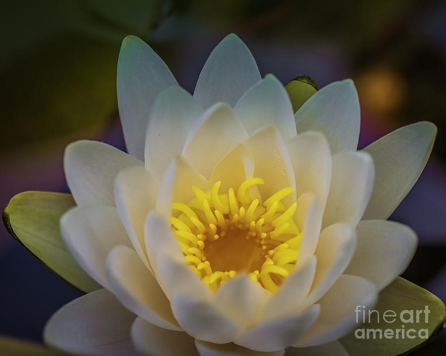 Water lily Photograph by Agnes Caruso