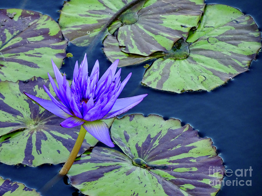 Water Lily Among the Pads Photograph by Linda Brittain