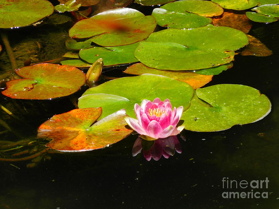 Water lily and lily pads in botanical gardens Photograph by Powerful ...