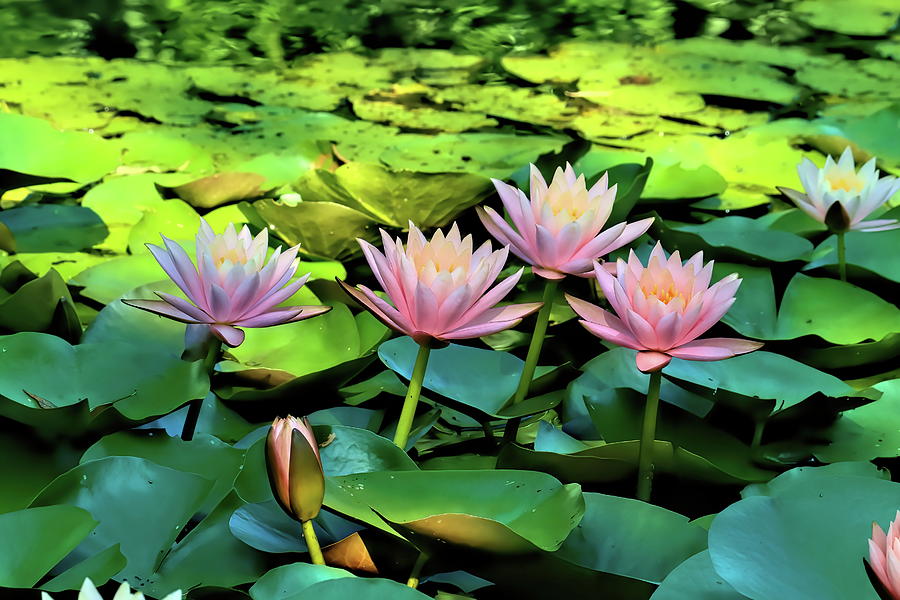 Water Lily And Pads At Grounds For Sculpture Photograph