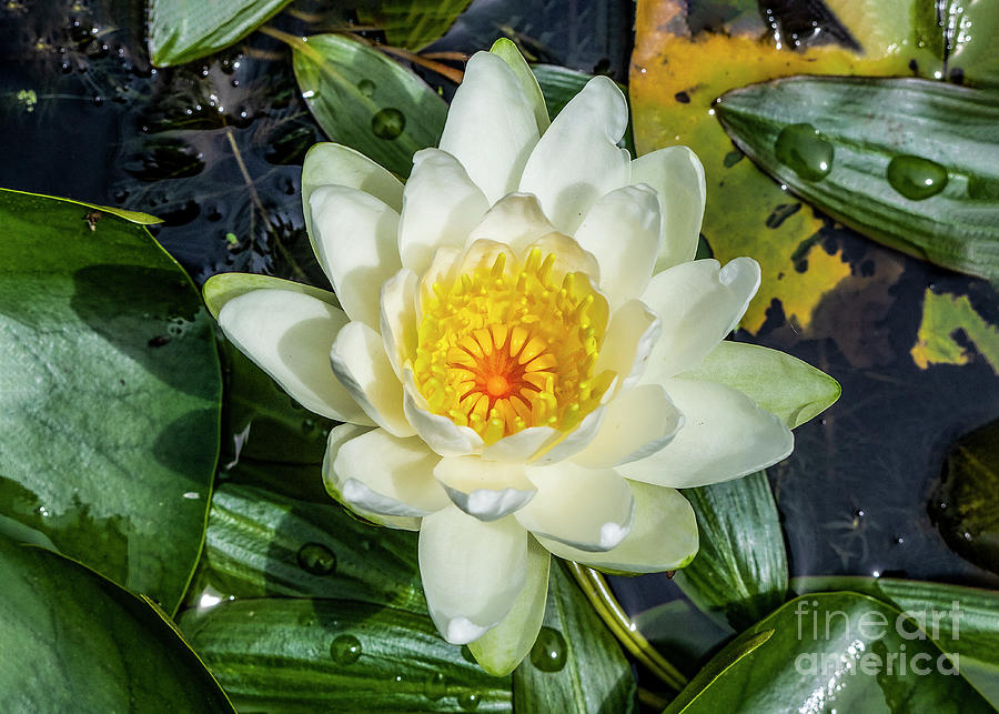 Water Lily Digital Art by Anthony Ellis