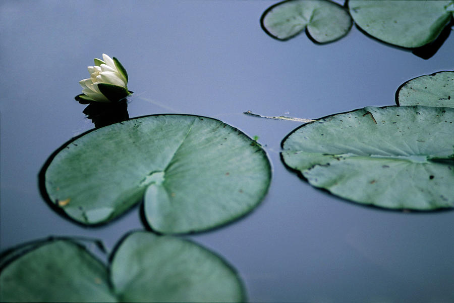 Water Lily at Claude Monet Photograph by Dubi Roman