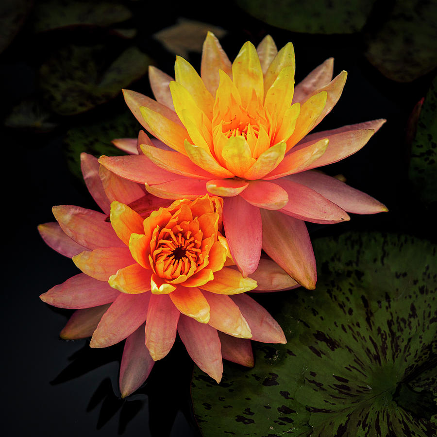 Water Lily at Missouri Botanical Gardens GRK9925_07152022 Photograph by Greg Kluempers
